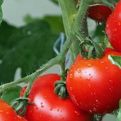 Tomato Benefits : নিয়মিত টমেটো খেলে রক্ত শুদ্ধ হয়, নিয়ন্ত্রণে থাকবে রক্তচাপও