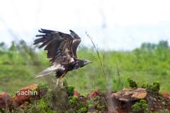 PHOTO : लोणार सरोवर परिसरात आढळला दुर्मिळ इजिप्तियन गिधाड, पाहा फोटो