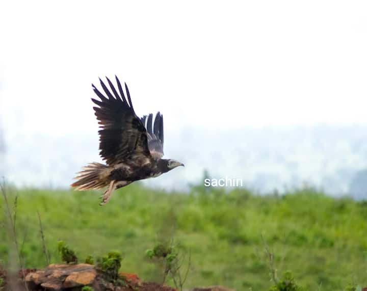 लोणार सरोवराच्या जवळच असलेला आडवा माळ या परिसरात अति दुर्मिळ जातीचा गिधाड (Egyptian vulture) आढळला आहे.