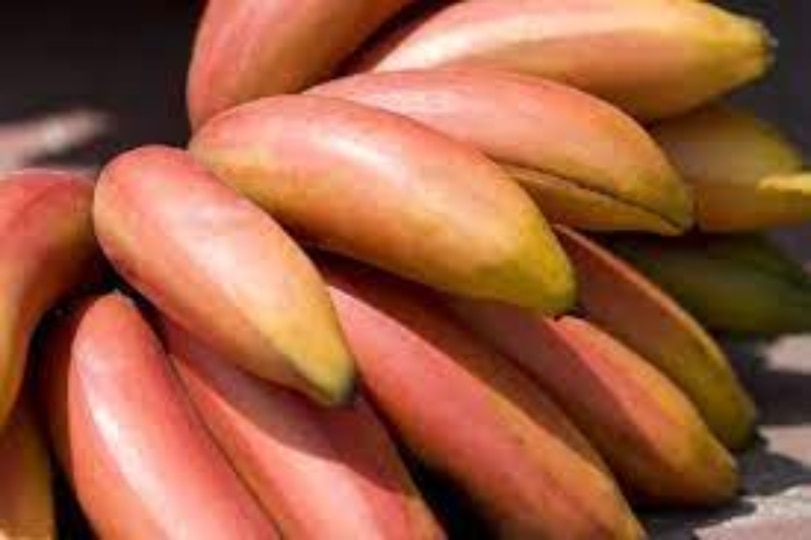 Red Banana | செவ்வாழை பழத்தில் இருக்கும் எண்ணற்ற பயன்கள்!