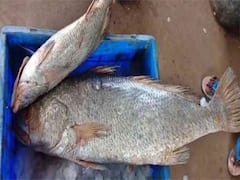 Kachidi Fish: కాసులు కురిపించిన కచిడి చేపలు... జాలర్ల వలకు చిక్కిన అరుదైన మీనం... లక్షల్లో పలికిన ధర
