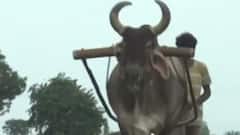 ઉત્તરગુજરાતમાં સિઝનનો કેટલા ટકા વરસ્યો વરસાદ, કેટલા વરસાદની છે ઘટ?