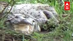 Sangli Krishna River Crocodile : महापुरानंतर मगरी कृष्णा नदीपात्रात परतू लागल्या ABP Majha