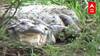 Sangli Krishna River Crocodile : महापुरानंतर मगरी कृष्णा नदीपात्रात परतू लागल्या ABP Majha