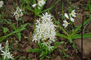 Health Tips: ਸਿਰਫ ਮਰਦਾਨਾ ਤਾਕਤ ਹੀ ਨਹੀਂ ਸਗੋਂ ਸਫ਼ੇਦ ਮੂਸਲੀ ਦੇ ਹੋਰ ਵੀ ਅਨੇਕਾਂ ਫ਼ਾਇਦੇ