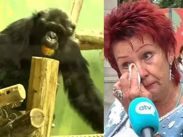 Animal 'lover'? Woman banned from zoo after she confesses having an 'affair' with chimpanzee சிம்பான்சி குரங்குடன் 4 வருட காதல்.. பெண்ணை எச்சரித்து அனுப்பிய மிருகக்காட்சி சாலை!