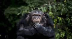 Chimpanzee Affair : చింపాంజీతో మహిళ 