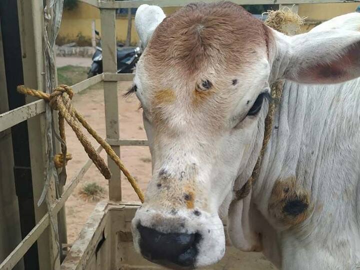 Lumpy virus in Gujarat So far 1021 cattle have died due to Lumpi virus in Gujarat Lumpy Virus : રાજ્યમાં વધી રહ્યો છે લંપી વાયરસનો કહેર, અત્યાર સુધીમાં 1021 પશુઓના મોત