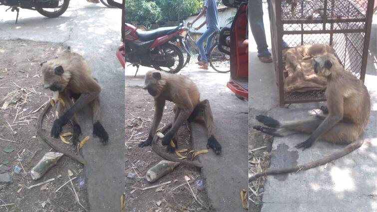 Locals take care of seriously injured langur after being electrocuted and return him to nature Hooghly: শেওড়াফুলির বাসিন্দাদের সেবায় প্রাণে বাঁচল বিদ্যুৎস্পৃষ্ট হনুমান