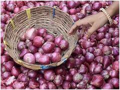 Tips: क्या आप भी खरीदने जा रहे हैं Onion? इन बातों का रखें ध्यान