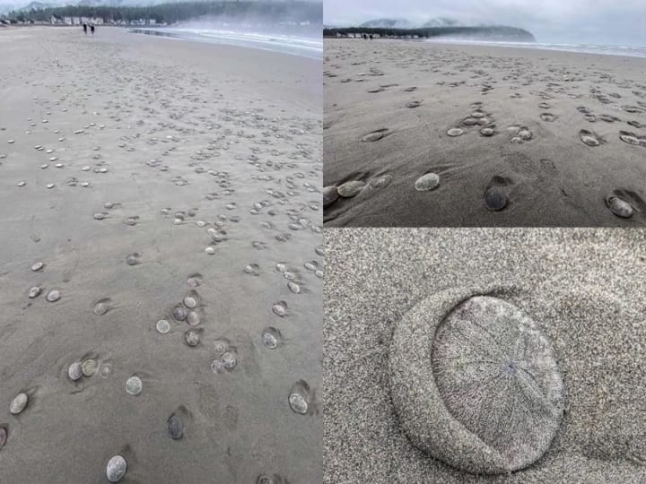 US News Thousands of sand dollars sea cookie washed ashore on beach in US Sand Dollar US: அமெரிக்காவில் கரை ஒதுங்கிய மணல் டாலர்கள்... ஆனால் செலவு செய்ய முடியாது!