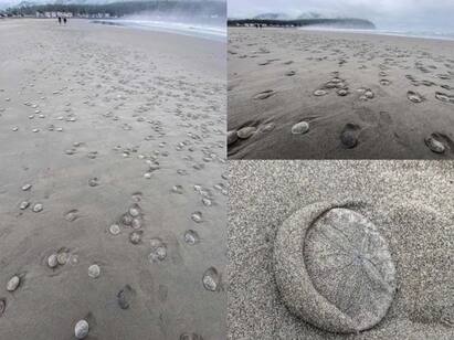 US News Thousands of sand dollars sea cookie washed ashore on beach in US Sand Dollar US: அமெரிக்காவில் கரை ஒதுங்கிய மணல் டாலர்கள்... ஆனால் செலவு செய்ய முடியாது!
