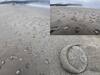 Sand Dollar US: அமெரிக்காவில் கரை ஒதுங்கிய மணல் டாலர்கள்... ஆனால் செலவு செய்ய முடியாது!