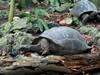 Unbelievable! See How A Giant Tortoise Stalks, Kills And Eats Its Prey In Seychelles