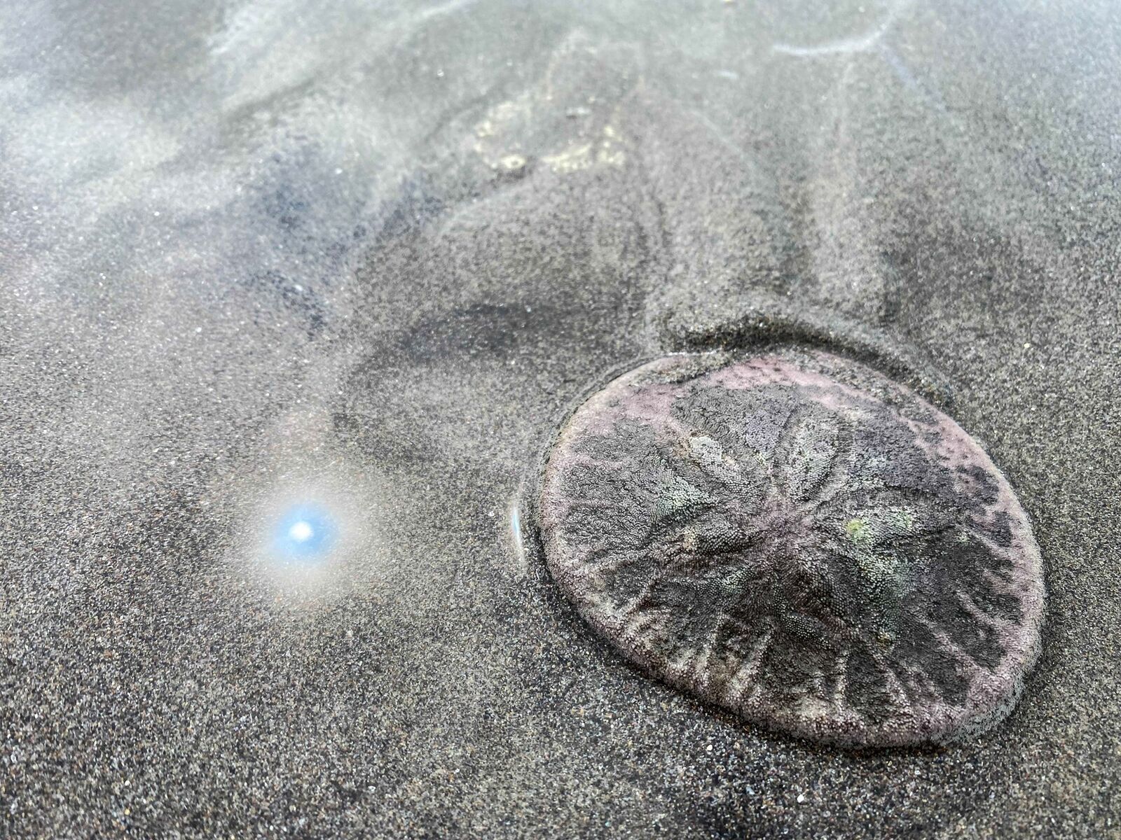 Sand Dollar US: அமெரிக்காவில் கரை ஒதுங்கிய மணல் டாலர்கள்... ஆனால் செலவு செய்ய முடியாது!