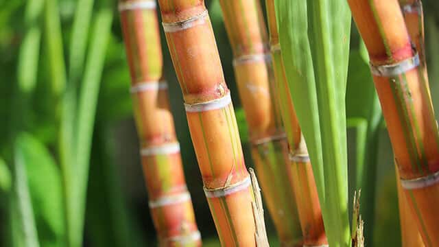 Officials' exercise in sugarcane cultivation as an alternative to rice in Nizamabad Nizamabad: నిజామాబాద్ చెరకు సాగు పెంచేందుకు అధికారుల కసరత్తు