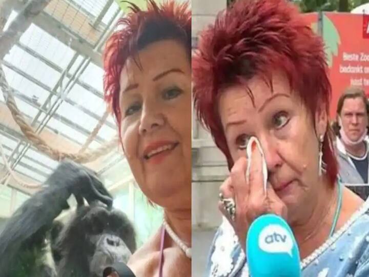 Belgium woman banned from zoo for having an affair with chimpanzee பெல்ஜியத்தில் மலர்ந்த கிங்காங் காதல்... பெண்ணுக்கு தடை விதித்த மிருகக்காட்சி சாலை நிர்வாகம்