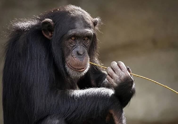 Woman Banned From Belgium Zoo for Having an Affair With Chimpanzee, know in details Belgium Zoo Update: শিম্পাঞ্জির সঙ্গে প্রেম ! জানতেই চিড়িয়াখানায় প্রবেশ নিষিদ্ধ মহিলার