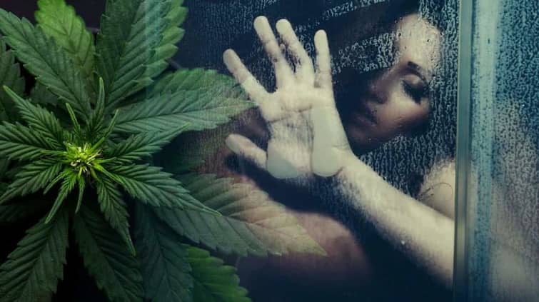 How much does cannabis affect sex? Learn the meaning of Consexexual' ਭੰਗ ਨਾਲ ਜਿਣਸੀ ਸਬੰਧਾਂ 'ਤੇ ਕਿੰਨਾ ਕੁ ਪੈਂਦਾ ਅਸਰ? ਜਾਣੋ 'ਕੈਨਸੈਕਸੁਅਲ' ਦਾ ਅਰਥ
