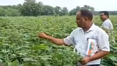 વડોદરાઃ કપાસના પાકમાં શંકાસ્પદ વાયરસના કારણે ખેડૂતોની હાલત કફોડી, ખેડૂતોએ શું કરી માંગ?