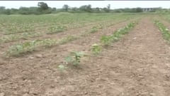 બનાસકાંઠાઃ કોંગ્રેસના MLA ગુલાબસિંહ રાજપૂતે લખ્યો CM રૂપાણીને પત્ર, શું કરી માંગ?