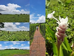 Kaas Plateau : तब्बल दोन वर्षांनंतर कास पठार पर्यटकांसाठी खुले, निसर्गाची उधळण पाहायला येणार पर्यटक