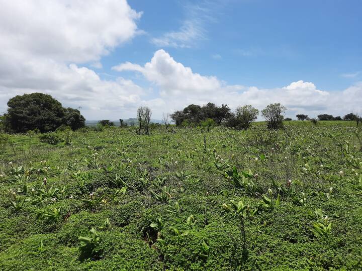 तर जी फुलं शेवटच्या टप्प्यात फुलतात ती तळ्यातील कमळ म्हणजेच कुंमोदनी फुल हे सध्या उगवले आहे.(फोटो : राहुल तपासे)