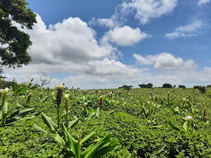 या कास पठारावर येणाऱ्या प्रत्येक पर्यटकाला भरभरून निसर्गाचा आनंद दिला जावा यासाठी आता वन समिती ने एक वेगळीच शक्कल लढवली आहे(फोटो : राहुल तपासे)