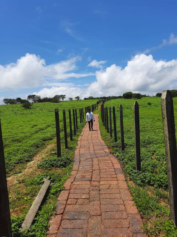 कास पठारावरच्या फुलांमध्ये  मोठ्या प्रमाणात बदल झाल्याचं चित्र पाहायला मिळते. जी फुलं सप्टेंबर मध्ये येतात ती आत्ता फुललेली आहेत. (फोटो : राहुल तपासे)