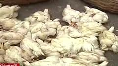 Chicken Price: বাজারে ২৫০ পার, মুরগির মাংসের চড়া দামে নাভিশ্বাস | Bangla News