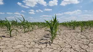 Should Gujarat prepare for drought? ગુજરાતમાં વરસાદ ખેંચાતા ખેડૂતોને 100 ટકા વળતર આપવાની કોણે કરી માંગ?