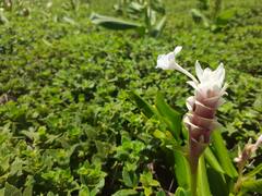 Kaas Plateau : तब्बल दोन वर्षांनंतर कास पठार पर्यटकांसाठी खुले, निसर्गाची उधळण पाहायला येणार पर्यटक
