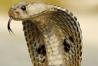 ਪਤੀ ਨੇ ਕੋਬਰਾ ਸੱਪ ਦੀ ਮਦਦ ਨਾਲ ਕੀਤਾ ਪਤਨੀ ਦਾ ਕਤਲ, ਅਦਾਲਤ ਵੱਲੋਂ ਦੋਸ਼ੀ ਕਰਾਰ