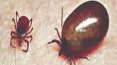 Scrub Typhus: ফিরল স্ক্রাব টাইফাসের আতঙ্ক, কলকাতাতেও বাড়ছে আক্রান্তের সংখ্যা