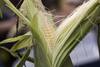 Corn Health Benefits: পুষ্টিতে ভরপুর ভুট্টার ১০ উপকারিতা