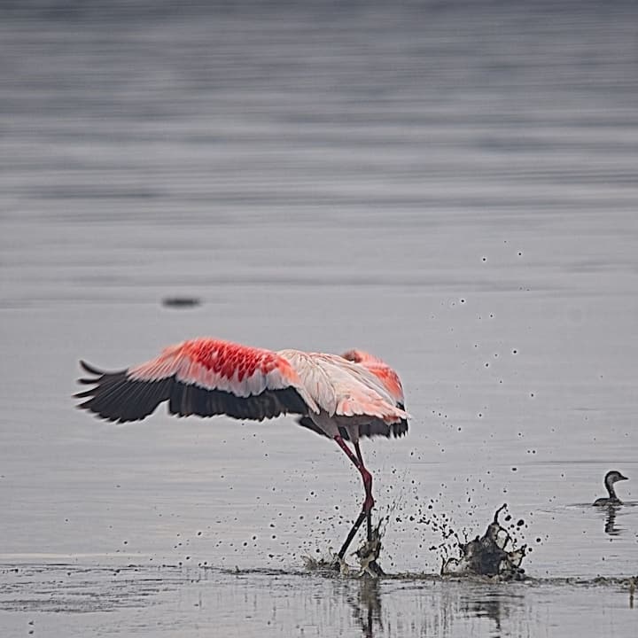 নাকুরু হ্রদ, কেনিয়া। বহু পাখি দেখা যায় এখানে। (ছবি সৌজন্যে : Pixabay)