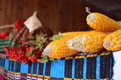 Corn Health Benefits: পুষ্টিতে ভরপুর ভুট্টার ১০ উপকারিতা