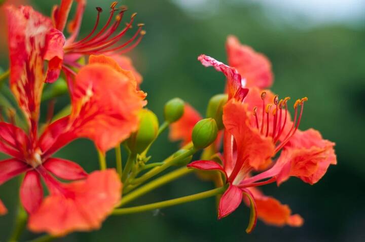 ગુલમહોરના પાન અને ફુલને પીસીને તેનો પાવડર બનાવી લો. આ પાવડર ગરમ પાણી સાથે માથા પર સપ્તાહમાં બે વખત  લગાવવાથી થોડા સમયમાંથી વાળ ઉગવા લાગે છે અને સારો ગ્રોથ જોવા મળે છે.