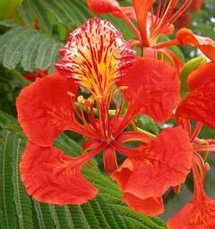 Gulmohar benefits:ગુલમહોરના આ ફાયદા જાણીને આપ દંગ રહી જશો.વાળની આ સમસ્યામાં છે રામબાણ ઇલાજ