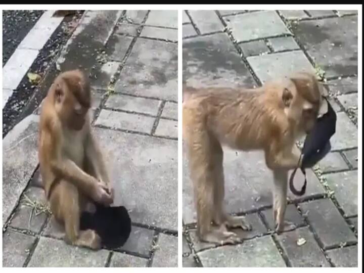 Video shared by IFS Officer about Monkey wearing mask goes viral in twitter கடைசியில என்னையும் அரசியல்வாதி ஆக்கிட்டீங்களேடா... பெஸ்ட் விழிப்புணர்வு கொடுத்த மாஸ்க் மங்கி..!