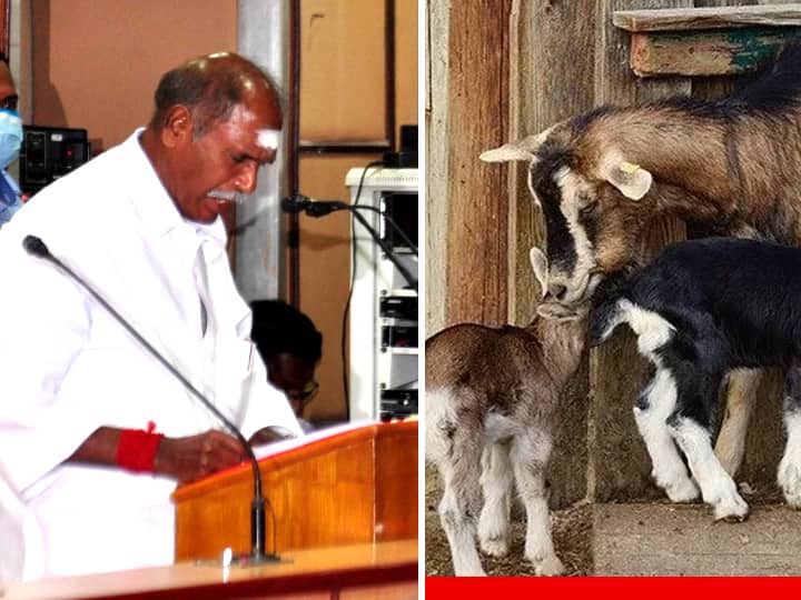 Government to provide loans from nationalized banks to buy goats in Pondicherry ....! Chief Minister Rangasamy's announcement ஆடுகளை வாங்க தேசியமயமாக்கப்பட்ட வங்கிகளில் கடன்-  புதுச்சேரி முதல்வர் ரங்கசாமி அறிவிப்பு