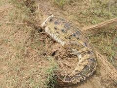 Crocodile Swallows Boy: উগরে দিলে তবেই ছাড়, একরত্তিকে গিলে নেওয়ায় গ্রামবাসীদের হাতে বন্দি হল কুমির