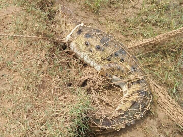 There was a stir among the villagers due to the sighting of crocodile in Chandauli ANN चंदौली: रिहायसी इलाके में मगरमच्छ दिखने से ग्रामीणों में मचा हड़कंप, वनकर्मियों ने सुरक्षित जगह पर छोड़ा