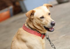 ਪੰਜਾਬ ਦੀਆਂ ਜੇਲ੍ਹਾਂ 'ਚ ਹੁਣ ਵਿਦੇਸ਼ੀ ਕੁੱਤੇ ਫੜਨਗੇ ਫੋਨ, ਲੁਧਿਆਣਾ ਜੇਲ੍ਹ ਤੋਂ ਟ੍ਰਾਇਲ ਸ਼ੁਰੂ