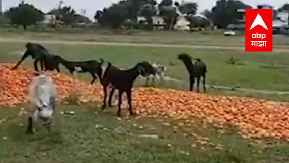 Aurangabad : टॉमेटॉला कवडीमोल दर मिळत असल्यानं शेतकऱ्यांचं टोमॅटो फेकून आंदोलन : ABP Majha