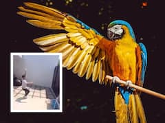 రియల్ పక్షిరాజా.. వీడియో తీస్తుంటే ఫోన్ ఎత్తుకెళ్లిపోయిన చిలుక, కెమేరాకు చిక్కిన ‘బర్డ్ వ్యూ’