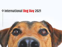 PHOTO : का साजरा केला जातोय International Dog Day? जाणून घ्या