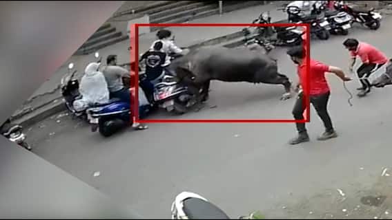 Pune : उधळलेल्या म्हशीची दुचाकीवरुन चाललेल्या दाम्पत्याला धडक; म्हशीची दहशत CCTV मध्ये कैद