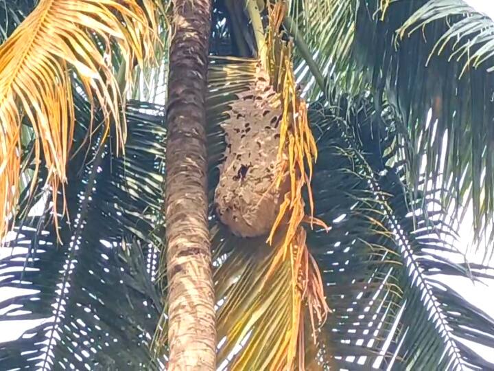 People neglecting agricultural work in Mayiladuthurai for fear of poisonous beetles மயிலாடுதுறையில் மரத்தில் கூடுகட்டியுள்ள விஷவண்டுகளால் விவசாய வேலைகளை தவிர்க்கும் மக்கள்...!