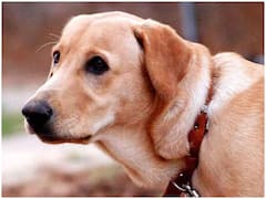 International Dog Day 2021: जानिए- दुनियभर में क्यों खास तरीके से मनाया जाता है यह इंटरनेशनल डॉग डे, क्या है इतिहास